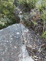 Ozothamnus argophyllus