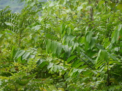 Cananga odorata