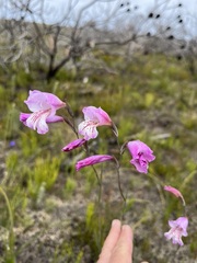 Gladiolus hirsutus