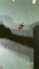 Periplaneta americana