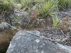 Ozothamnus argophyllus