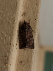 Dasygaster padockina