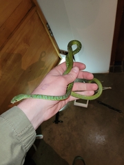 Philothamnus semivariegatus