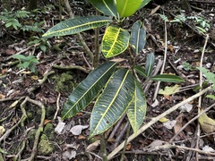 Codiaeum variegatum