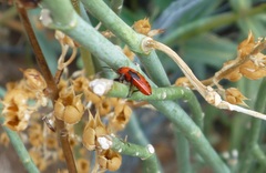 Lygaeus kalmii