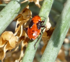 Lygaeus kalmii