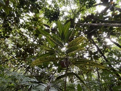 Codiaeum variegatum