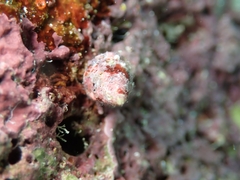 Jujubinus exasperatus