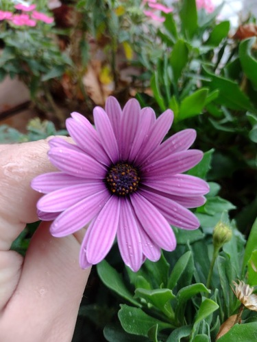Dimorfoteka (Dimorphotheca)