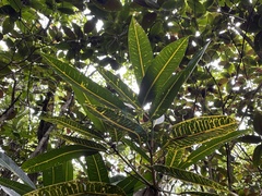 Codiaeum variegatum