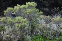 Tecticornia arbuscula