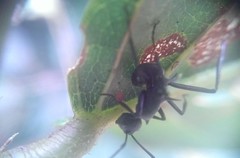 Polyrhachis abdominalis