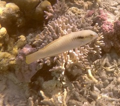 Halichoeres scapularis