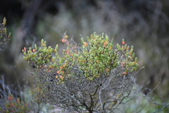 Tecticornia arbuscula