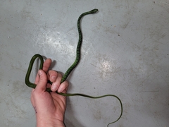 Philothamnus semivariegatus