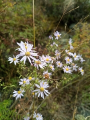 Aster hispidus