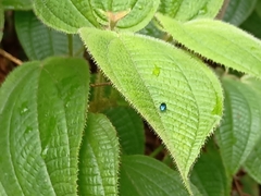 Endelus cupido