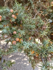 Juniperus macrocarpa