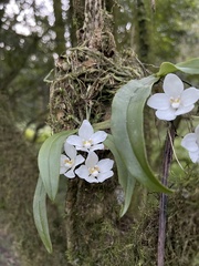Sarcochilus falcatus