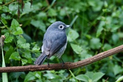 Melaenornis fischeri