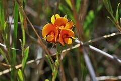 Pultenaea