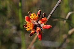 Pultenaea