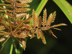 Cyperus pilosus