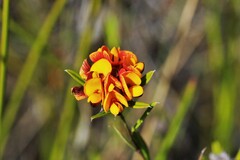 Pultenaea