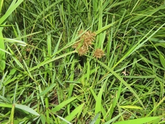Cyperus pilosus