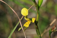 Diuris unica