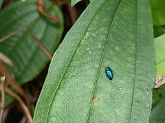 Endelus cupido
