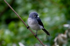 Melaenornis fischeri