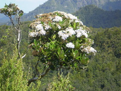 Olearia townsonii