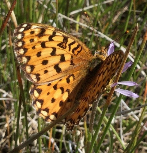 iNaturalist observation photo of Fritillaries