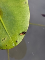 Acentropinae