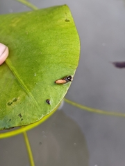 Acentropinae