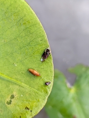 Acentropinae