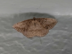 Taxeotis perlinearia