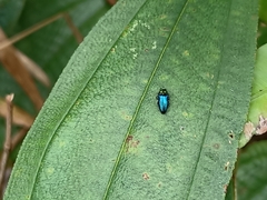 Endelus cupido