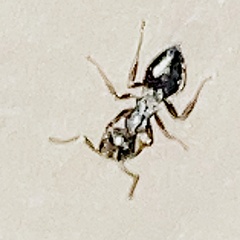Crematogaster lineolata