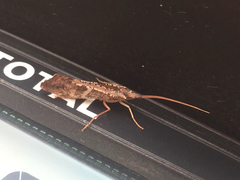 Nemotaulius hostilis