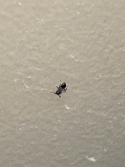 Crematogaster lineolata