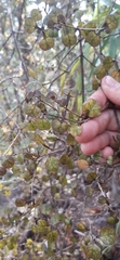 Coprosma spathulata