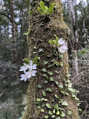 Sarcochilus falcatus