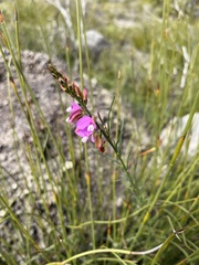 Polygala garcinii