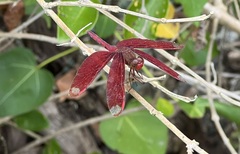 Neurothemis fulvia