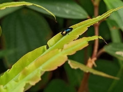Endelus cupido