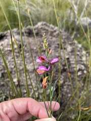 Polygala garcinii