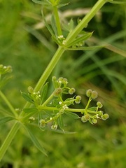 Galium spurium