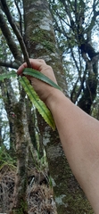 Knightia excelsa